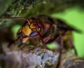 Les prédateurs naturels des frelons communs et asiatiques : une étude sur leur rôle en tant que contrôleurs naturels des populations.