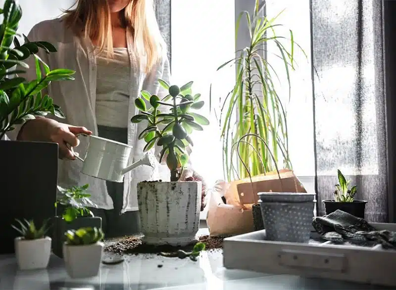 Arroser ses plantes en hiver comment s'y prendre