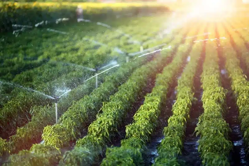 Les avantages des pompes de surface pour l'irrigation de votre jardin