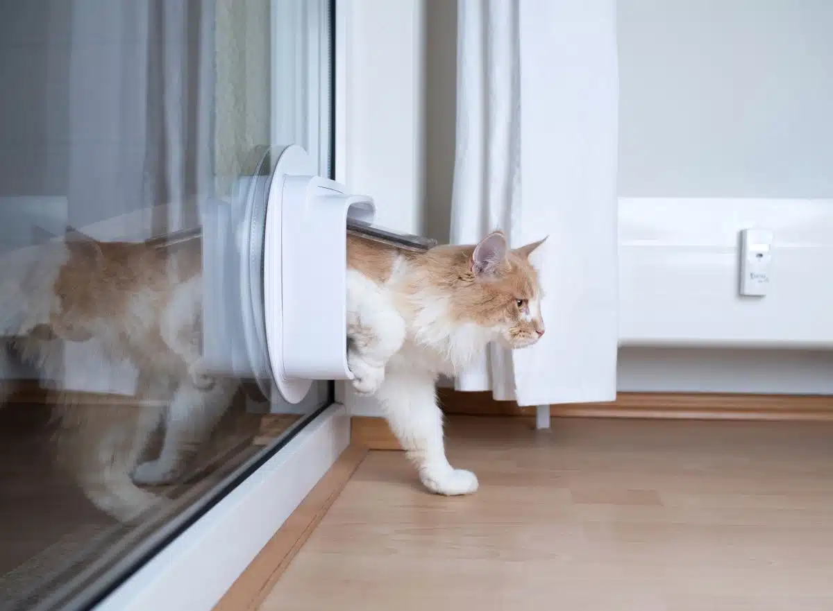 porte de chat