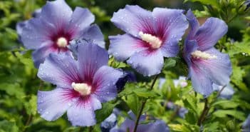 Comment stocker un hibiscus en hiver