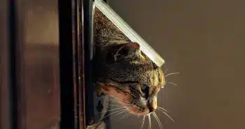 porte de chat