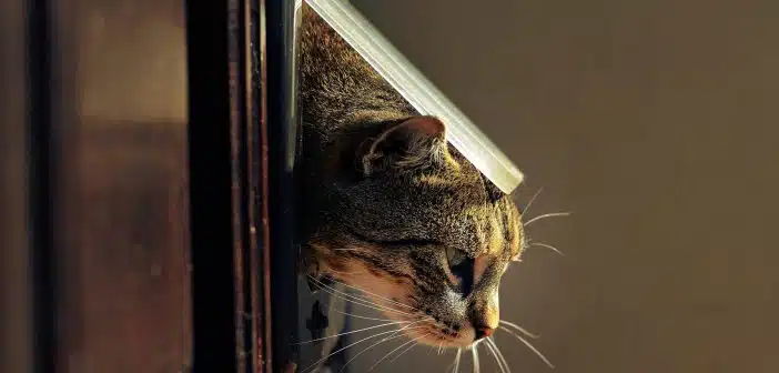 porte de chat