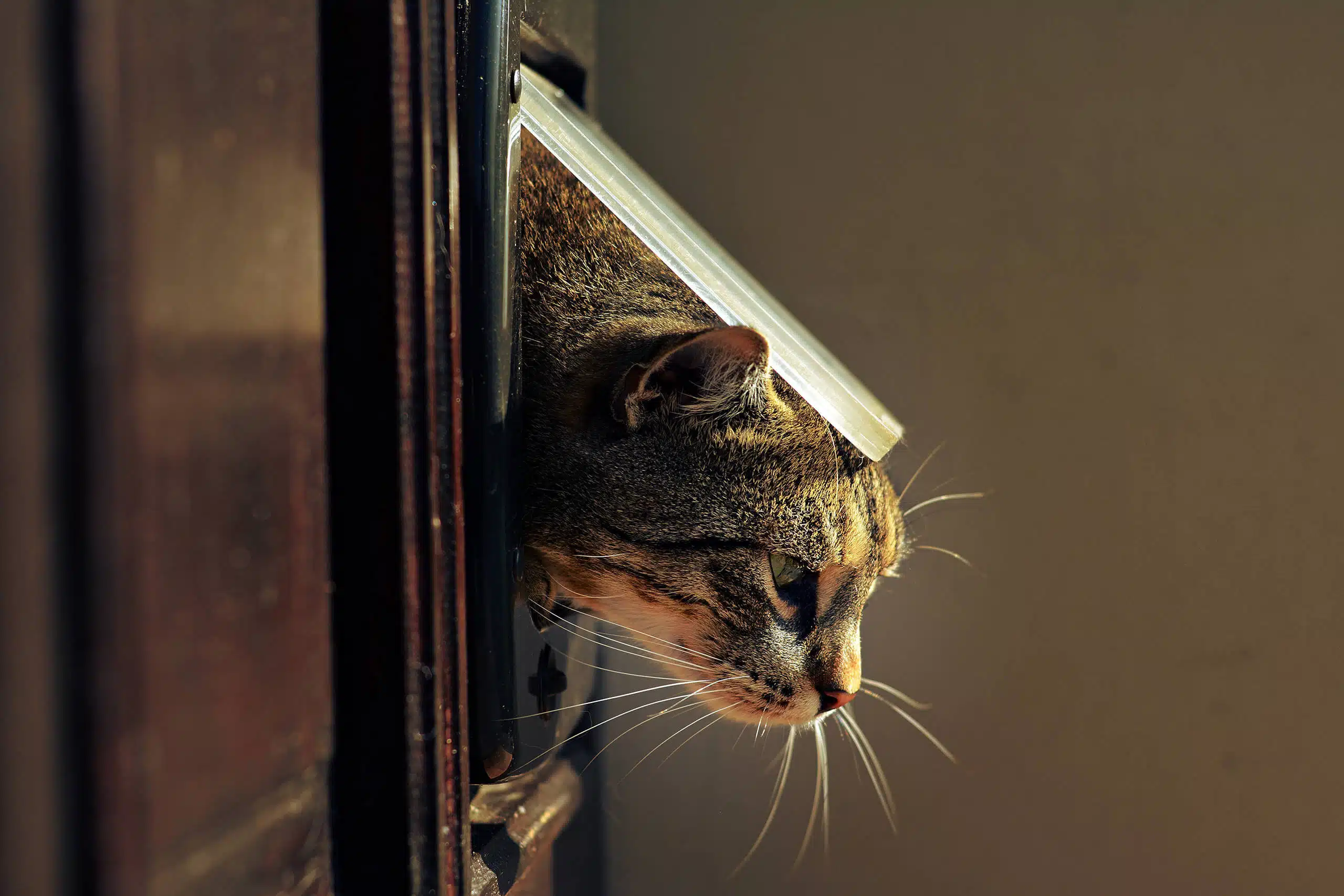 porte de chat