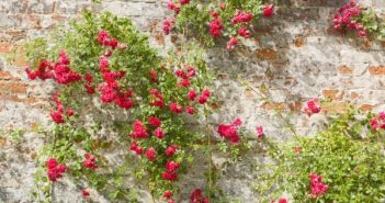 Quelle heure pour tailler les roses ?