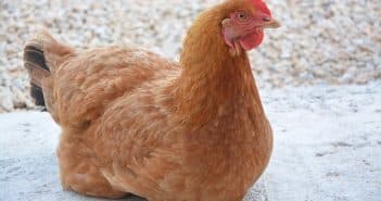 Que faut-il savoir sur l'élevage des poules pondeuses ?