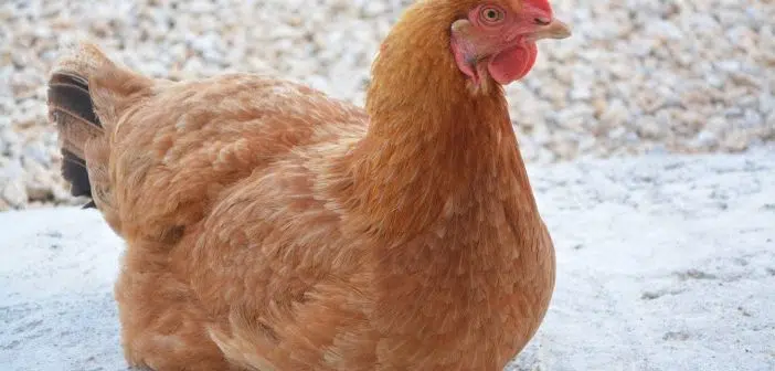 Que faut-il savoir sur l'élevage des poules pondeuses ?